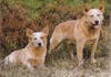 Australian Cattle Dog Hund