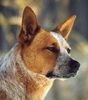 Australian Cattle Dog Hund