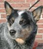 Australian Cattle Dog Hund