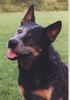 Australian Cattle Dog Hund