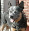 Australian Cattle Dog Hund