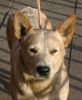 Australian Cattle Dog Hund