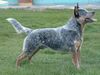 Australian Cattle Dog Hund