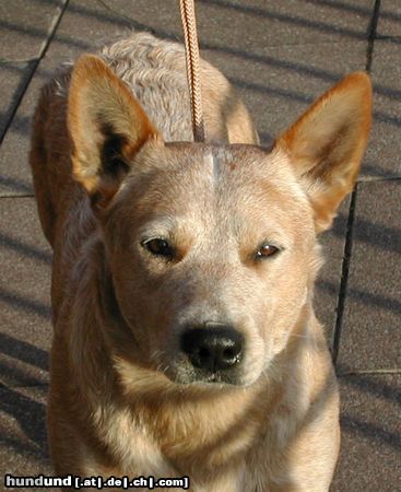 Australian Cattle Dog Enchantment-Shari , Belicimo des Poenjaap