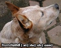 Australian Cattle Dog Beste Hündin JG ACD Special Show 2003