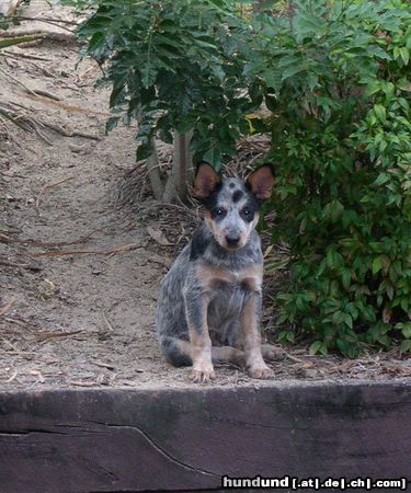 Australian Cattle Dog Sydney 27.02.05 von der Sunshine Coast