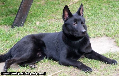 Australian Kelpie Mikka