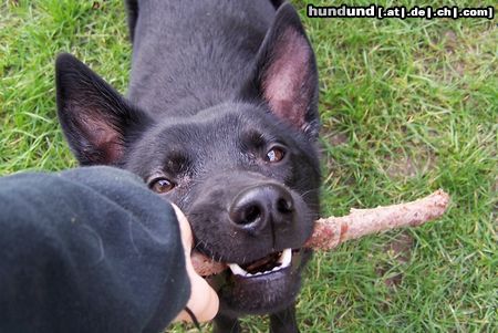 Australian Kelpie Mikka