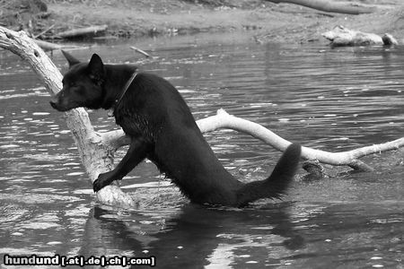 Australian Kelpie Charming Mikka of Mersey Downs