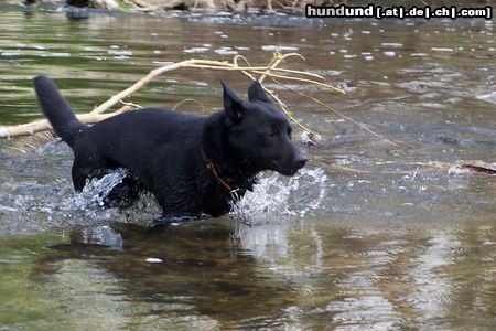 Australian Kelpie Charming Mikka of Mersey Downs