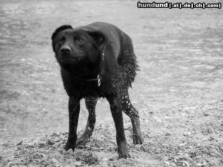 Australian Kelpie Charming Mikka of Mersey Downs