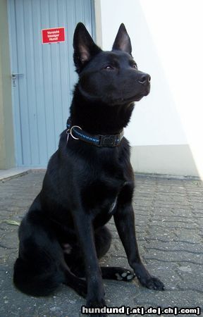 Australian Kelpie Charming Mikka of Mersey Downs