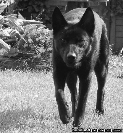 Australian Kelpie Lauernder Kelpie