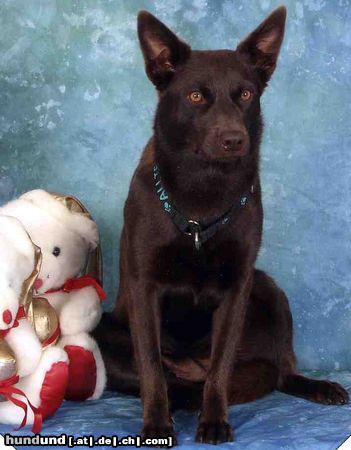 Australian Kelpie Callicoma Allegro