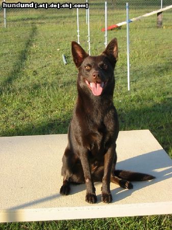 Australian Kelpie Lyric, 14 Monate