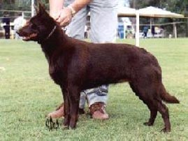 Australian Kelpie