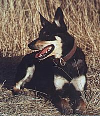 Australian Kelpie