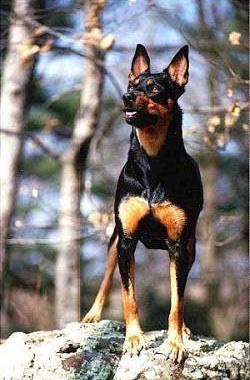 Australian Kelpie