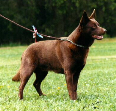 Australian Kelpie