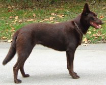 Australian Kelpie