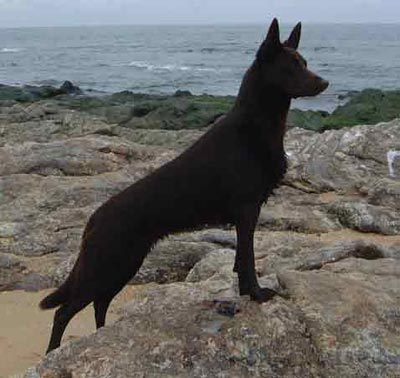 Australian Kelpie