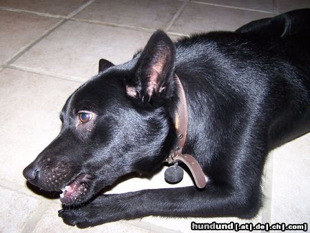 Australian Kelpie Mikka mit 9 Monaten