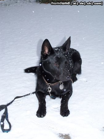 Australian Kelpie Mikka mit 9 Monaten