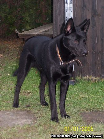 Australian Kelpie Mikka mit 9 Monaten