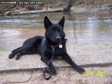 Australian Kelpie Mikka mit 9 Monaten