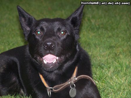 Australian Kelpie Mikka mit 9 Monaten