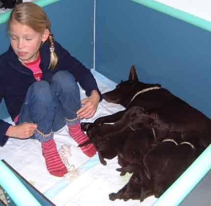 Australian Kelpie Lotte mit Dutch Dynamite K1 Welpen und mutter am 26e Tag