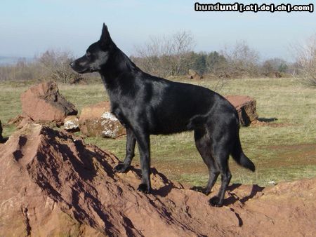 Australian Kelpie Chilli k/j Surprise Silke