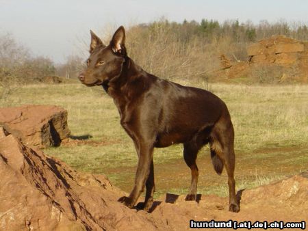 Australian Kelpie Chilli Rosaline Afra 