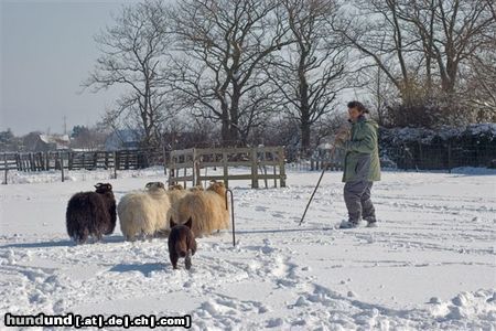 Australian Kelpie Ch. Dutch Dynamite Datildoo Darwin, LuxCh., NLCh., ESgr\'04. Hier beim Hütearbeit im Schnee am 3 Marz 2005