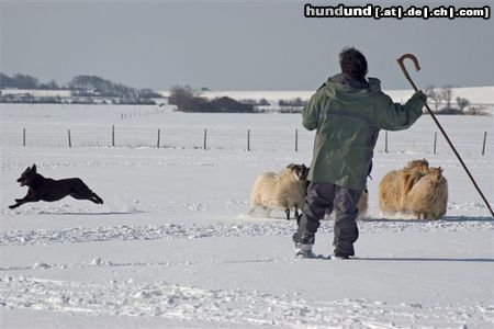 Australian Kelpie Ch. Dutch Dynamite Datildoo Darwin, LuxCh., NLCh., ESgr\\\'04. Hier beim Hütearbeit im Schnee am 3 Marz 2005