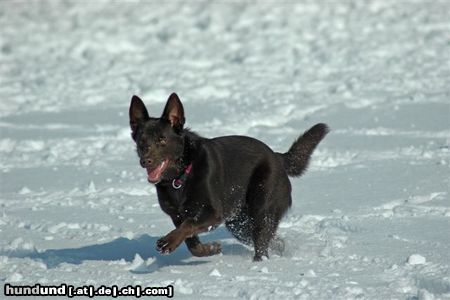 Australian Kelpie KLA Simply Xtra Special (Terra) Aus. Import nach Holland. Terra hier beim Hütearbeit im Schnee am 3e marz 2005