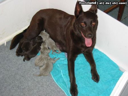 Australian Kelpie Calicoma Welpen