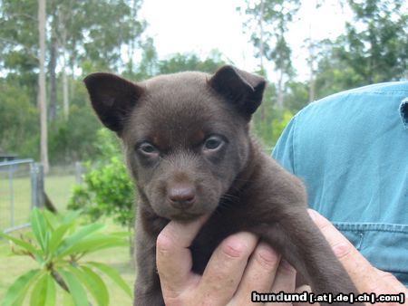 Australian Kelpie Flash, 4 1/2 Wochen