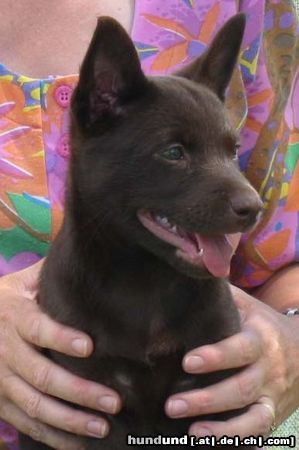 Australian Kelpie Flash, 7 Wochen alt