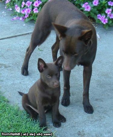 Australian Kelpie Flash, 7 Wochen alt mit ihrer älteren Schwester Lyric