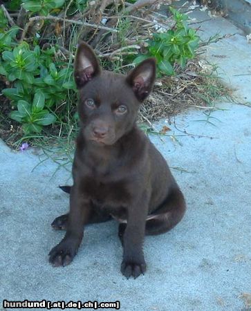 Australian Kelpie Flash, 7 Wochen alt