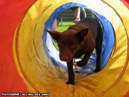 Australian Kelpie Flash in der Welpenstunde