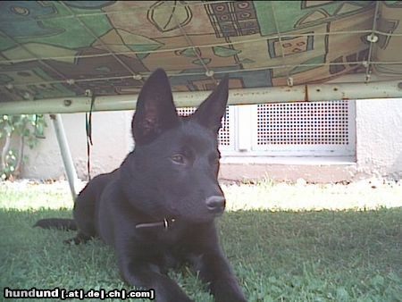 Australian Kelpie Charming Mikka of Mersey downs