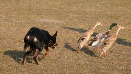 Australian Kelpie Working Kelpie Hündin hütet Laufenten