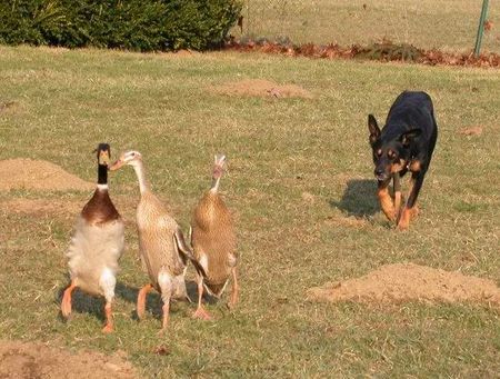 Australian Kelpie Working Kelpie Hündin hütet Laufenten