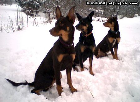 Australian Kelpie Tango, Maffin und Mike 3 Working Kelpies