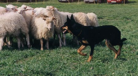 Australian Kelpie Working Kelpie Hündin beim Hüten