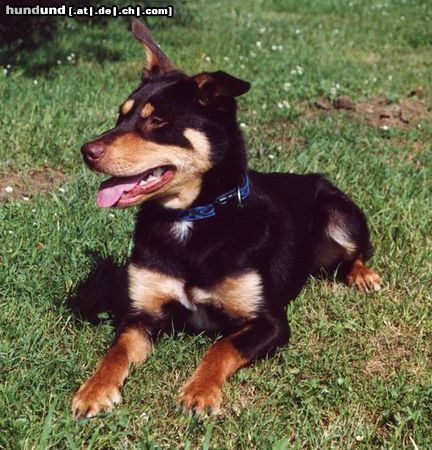 Australian Kelpie Mighty Mike ein red and tan Working Kelpie Rüde