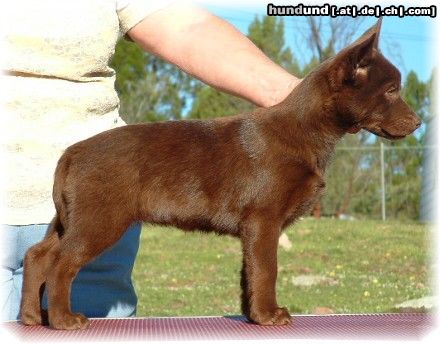 Australian Kelpie KLA Simply Xtra Special (Terra) Aus. Import nach Holland. Terra ist hier 12 Wochen