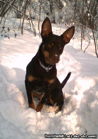 Australian Kelpie Richcreek Twisted Tango Working Kelpie